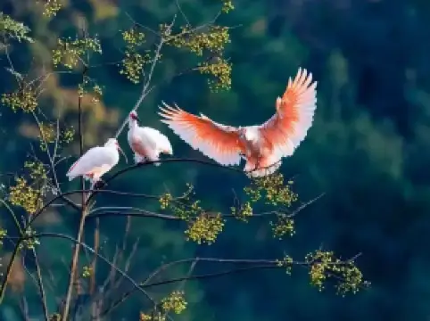 Crested Ibis Ecological Park