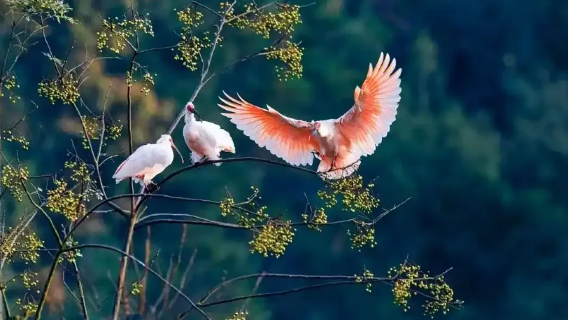 Crested Ibis Ecological Park