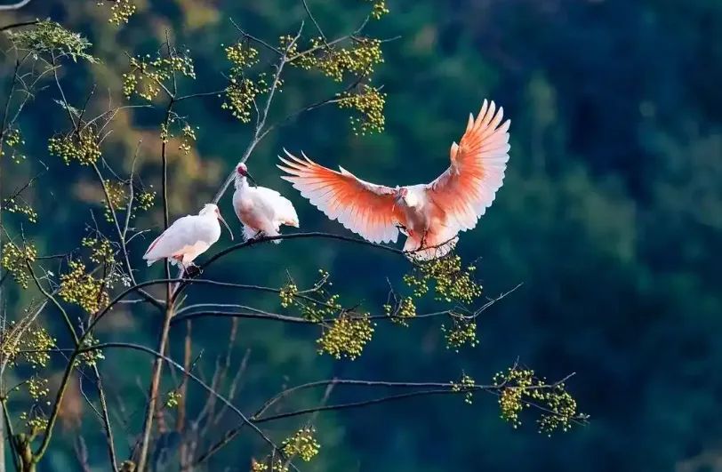 Crested Ibis Ecological Park