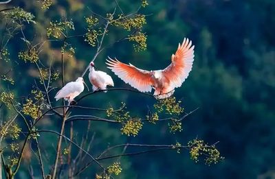 Crested Ibis Ecological Park