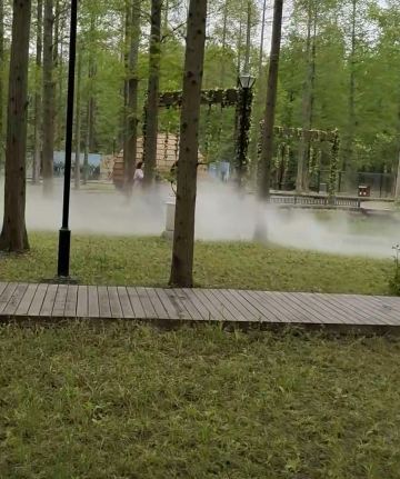 Huanghai Forest - Misty Forest