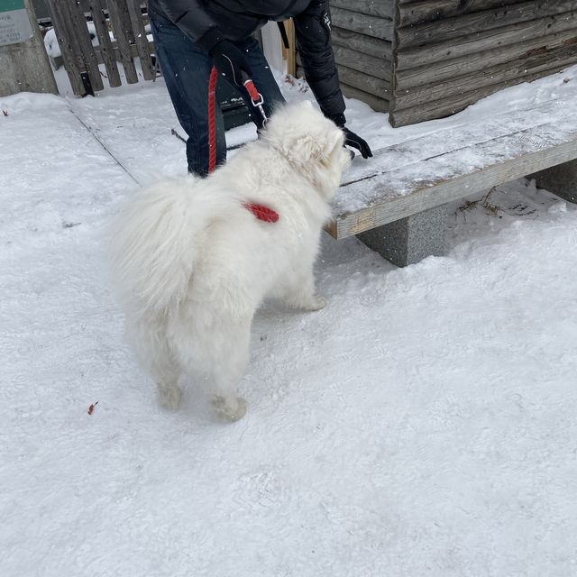 Hokkaido, Niseko