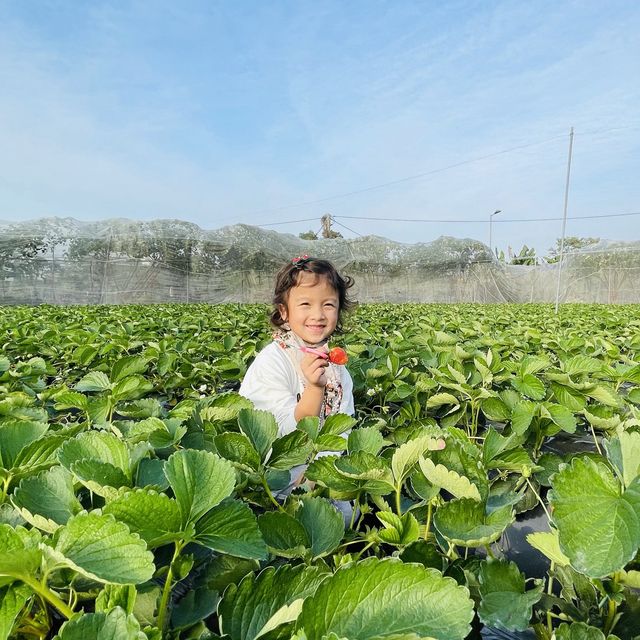 #親子游#快閃去咗朗屏士多啤梨葡萄園摘漿果