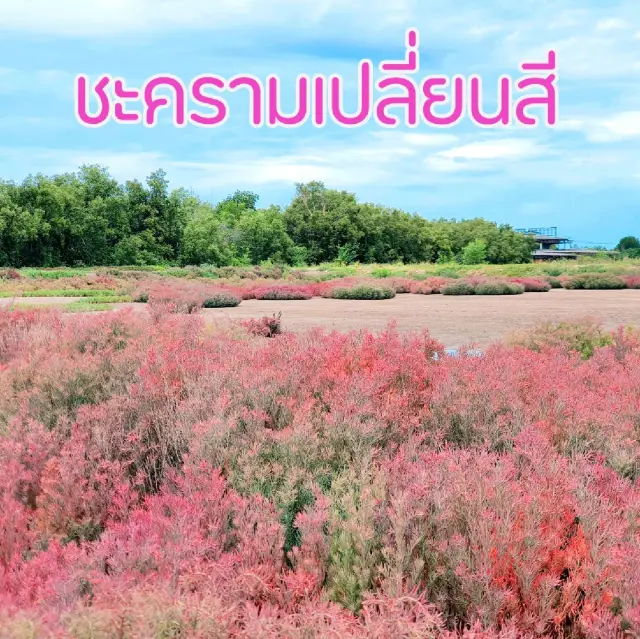 ชะคราม​เปลี่ยนสี​ที่​บางปะกง​