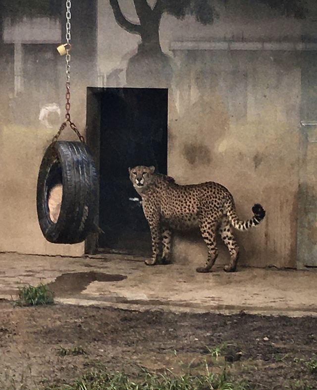 武漢動物園