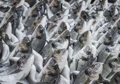 尼甘布中心魚市場