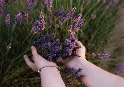 Cotswold Lavender