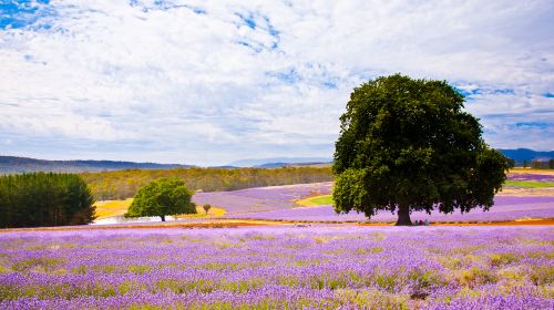 Ali'i Kula Lavender