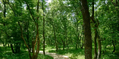 螺子山森林公園