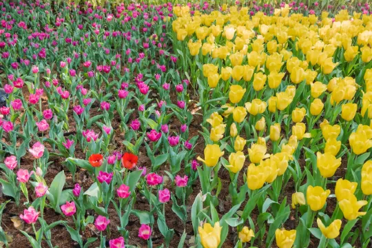 คู่มือตะลุยเชียงใหม่ 2569 เที่ยววนไป ได้ประสบการณ์ใหม่ไม่ซ้ำ