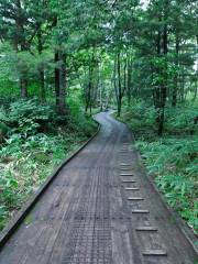 乗鞍山麓 五色ヶ原の森