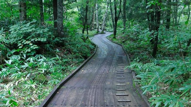 Mt. Norikura Goshikigahara Forest