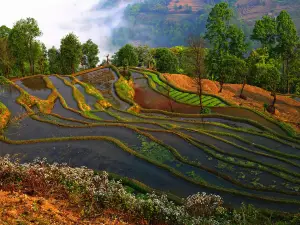 Lvchun Hani Terraces