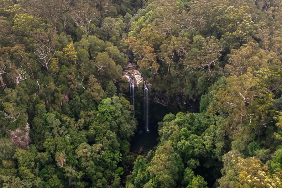 Parc National de Springbrook