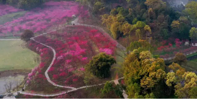 Peach Blossom Viewing in Changde