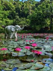 Elevated Walkway, Xishuangbanna Wild Elephant Valley Scenic Area