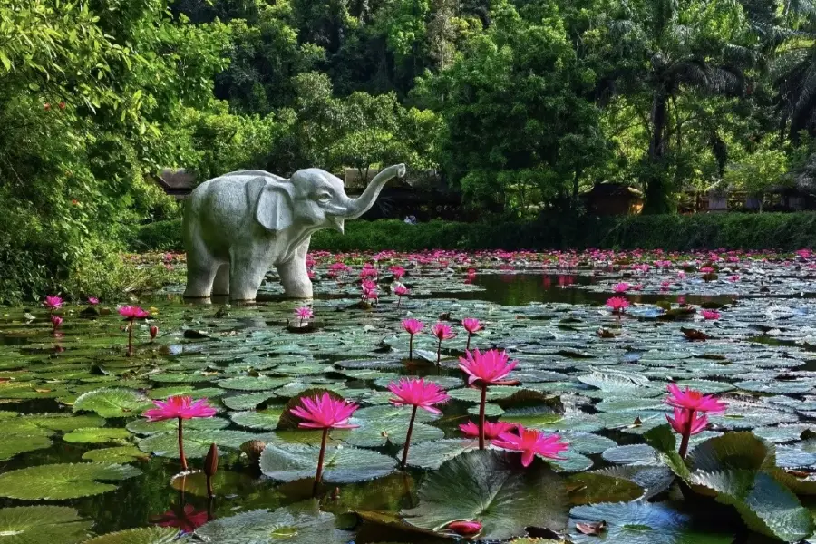 Elevated Walkway, Xishuangbanna Wild Elephant Valley Scenic Area