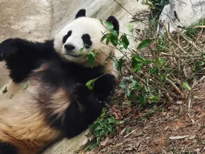 Yueyang China Panda Garden