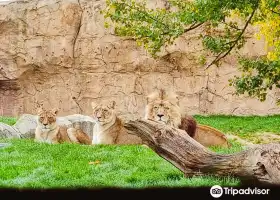 ZooParc de Beauval