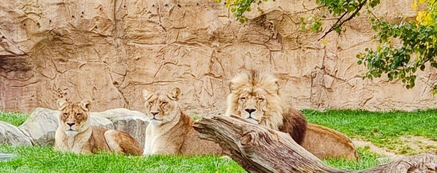 博瓦爾動物園