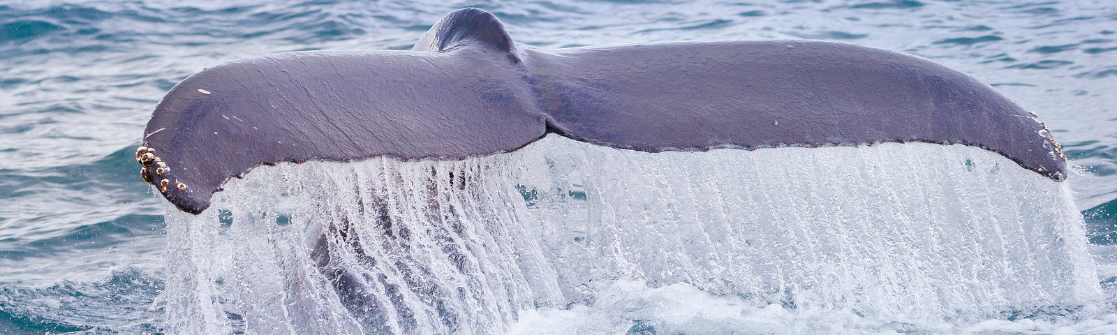 안데네스데이 투어