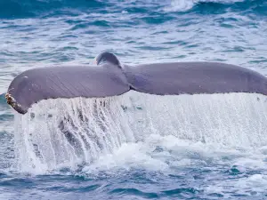 The Whale Center