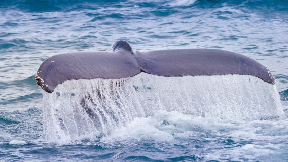 The Whale Center