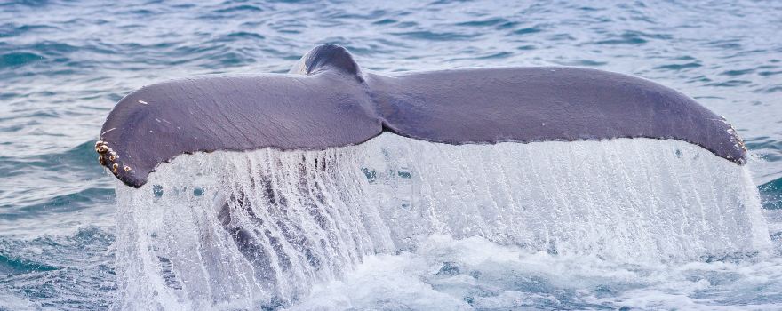 The Whale Center