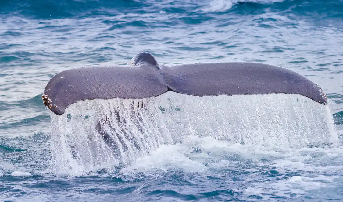 Hotel dekat The Whale Center