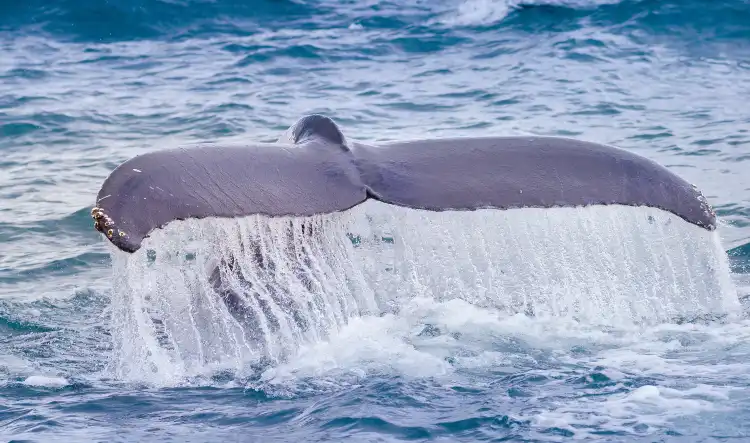Hotels near The Whale Center