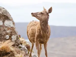 Highland Wildlife Park