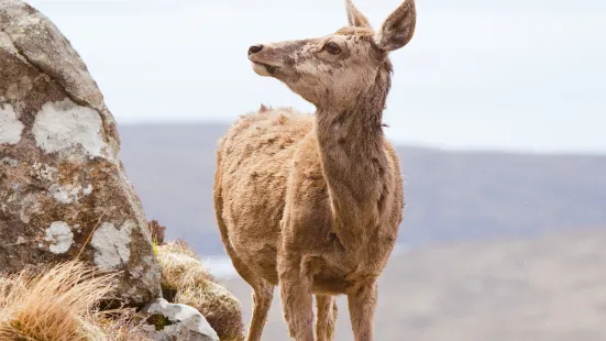 Highland Wildlife Park