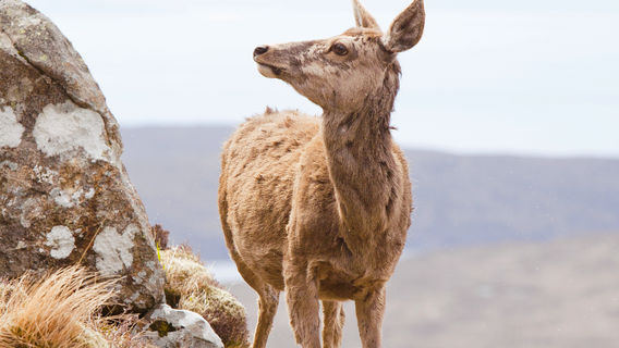 Highland Wildlife Park