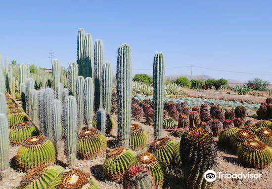 Cactus THIEMANN Tickets [2026] - Promos, Prices, Reviews & Opening Hours |  Trip.com