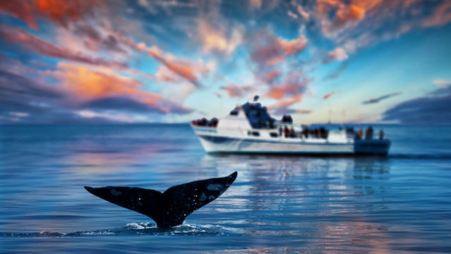 Whale Watching at Sea in San Diego