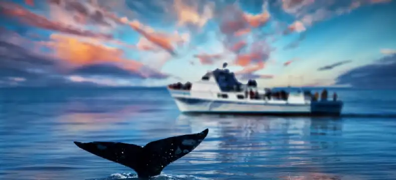 코로나도 브리지 주변 호텔