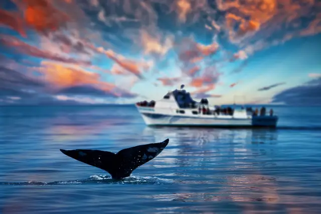 Whale Watching At Sea in San Diego