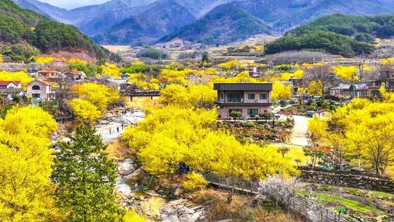 Gurye Sansuyu Flower Festival