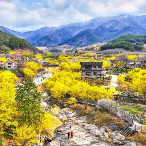 구례산수유꽃축제