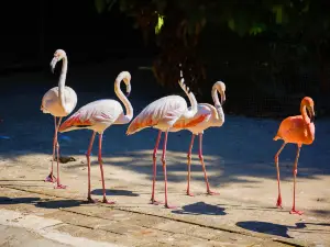 Xishuangbanna Wildlife Park