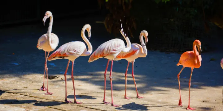 西雙版納野生動物園