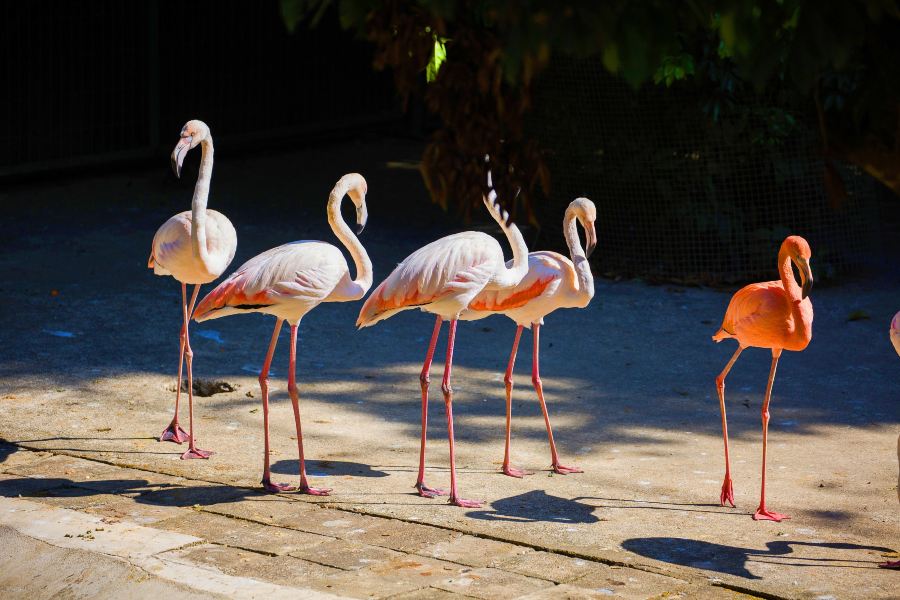 西雙版納野生動物園