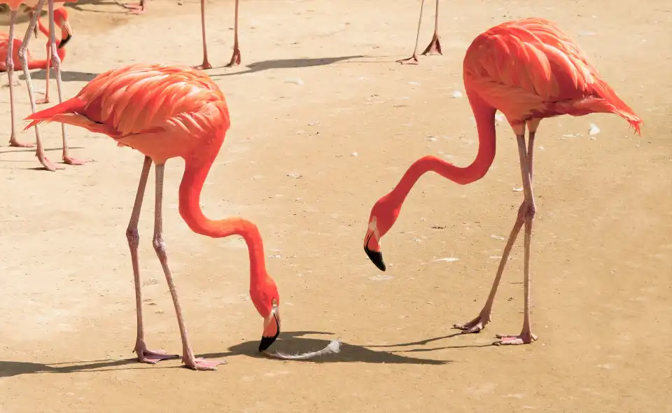 4_Seoul Zoo