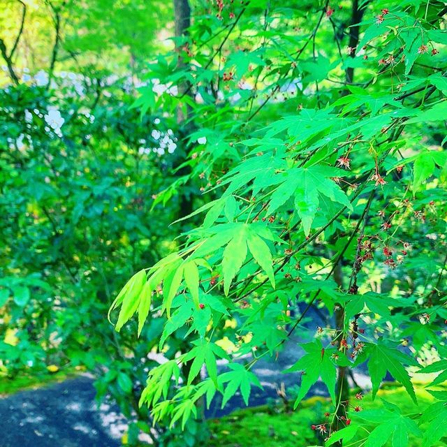 京都　日本最古の茶園　高山寺