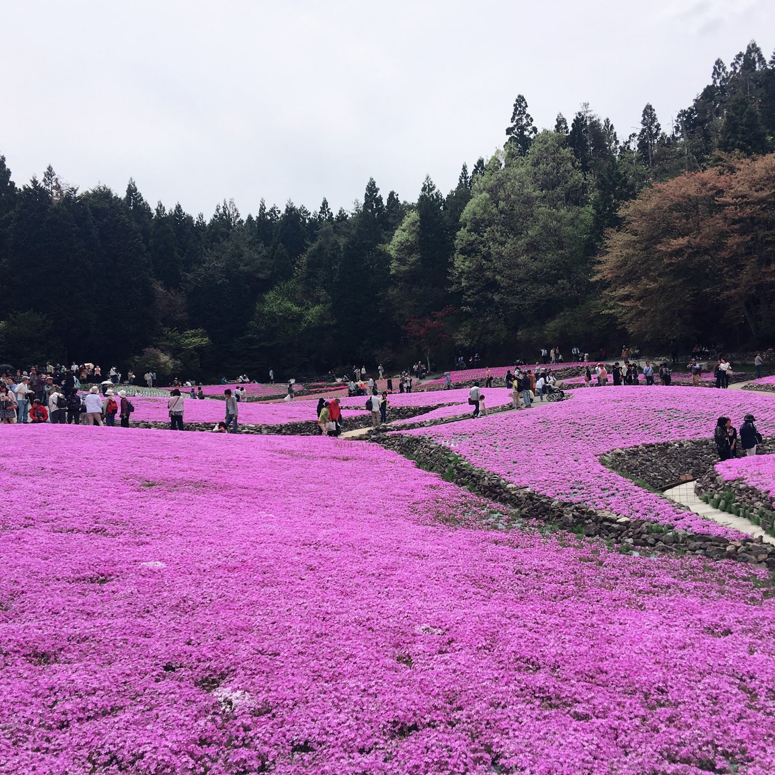 西日本 芝桜が見たくて三田へ 人もそこまで多くなくゆっくり Trip Com 三田市の旅のブログ