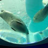 【 可以觀賞到鯨鯊的水族館 】