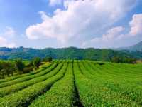 Best tea and scenery in Mar Salong