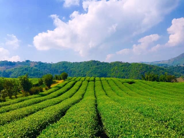 Best tea and scenery in Mar Salong