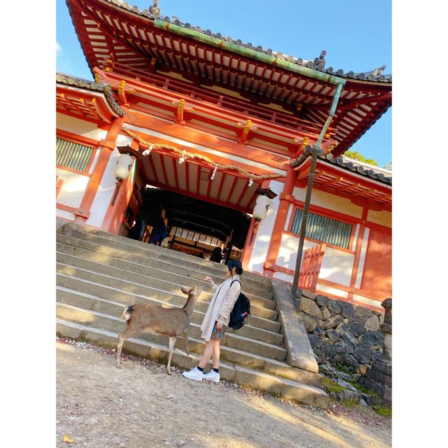「日本奈良公園」小鹿+紅葉 | 秋天首选打卡圣地