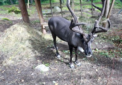 Aoluguya reindeer village